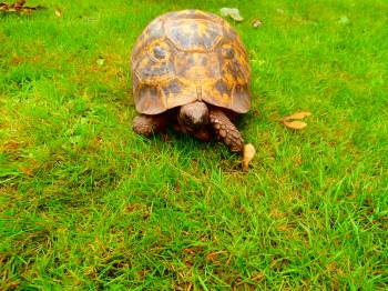 The Vicarage Garden Party 